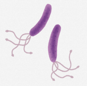 ピロリ菌について | 書写西村内科