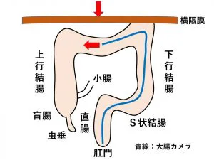 大腸 販売 カメラ 大き さ